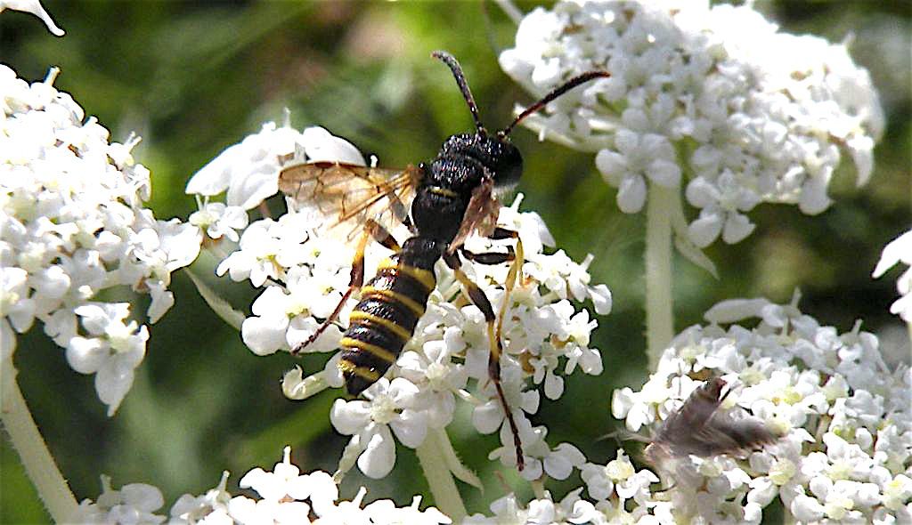 Crabronidae, Cerceris quadricinta (cfr.), maschio